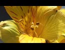 アルストロメリアの花をマクロ撮影してみる