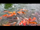 A large group of Nishikigoi. 生嶋一生