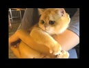 お外が怖い大きな赤ちゃん猫