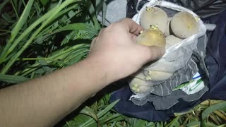 蚊に襲われながら秋じゃが植えた