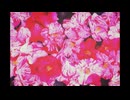 椿のエチュード/裏命
