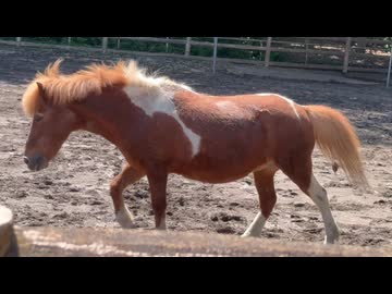【ローカロリー動画】お・う・ま・さ・ん・が・ご・ろ・ん・だ【智光山公園こども動物園】
