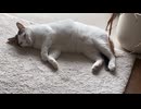 ぐっすり