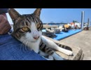 猫島で港の岸壁に座ると猫がトコトコ歩いてきて隣に座ってきた