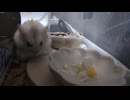ハムスター飼いました。〜その165〜きなもくんのお誕生日