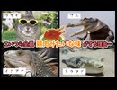 【ずんだもん生物解説】色んな動物の肉が『鶏肉みたいな味』になってしまう理由… 【動物/食/voiceroid】