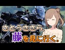 さとうささら、藤を見に行く。