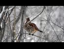 雷鳥の谷 feat.星界