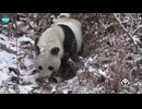 【中国国家公园系列】パンダ国家公園 China National Parks: Panda NP