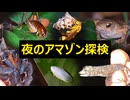 南米アマゾンの夜のジャングルを探検したら楽しすぎた
