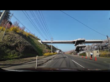 ドライブスポット　宮城県船岡城址公園から蔵王をバックに一目千本桜の横を走る　2024　0413　