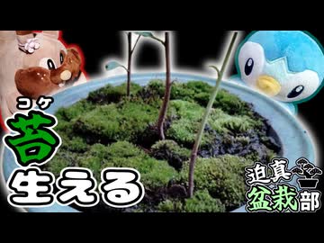 おっ先輩こいつコケとか生やしだしましたよ【盆栽】