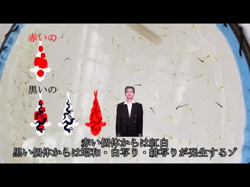 迫真養鯉部　黒仔拾いの裏技♥