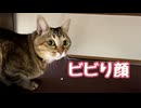 夏の風物詩なんですが…