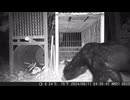(熊警戒再び）変態忍者の、有害鳥獣駆除従事活動記・その３０２