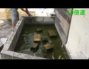池の水を交換しました