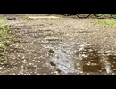 カルダモンP - 憂鬱なる花見 (feat.初音ミク)