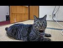【猫旅館】夜部屋で寛いでいると猫が部屋に遊びに来てくれて楽しい