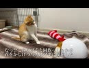 対決！アメリカからのキツネ野郎vsキツネ子猫