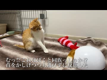 対決！アメリカからのキツネ野郎vsキツネ子猫