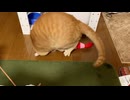 えびと戦うマロン