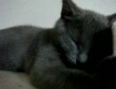 チチとライカ vol.11　（ﾍﾟﾛﾍﾟﾛﾍﾟﾛﾍﾟﾛﾍﾟﾛ……）