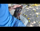 海沿いの道で寝ていた黒猫ちゃんを撫でると懐いてきてカワイイ