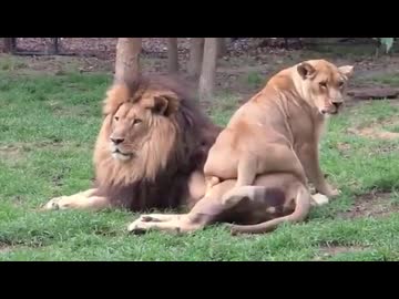 ホモと見る賢者タイムのオスにしつこく迫るメス