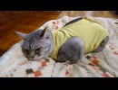 拗ねる黄色い丸い物体となった猫さま
