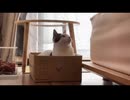 見られていたねこ