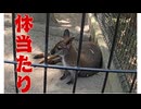 ３頭のワラビー