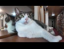 【猫旅館】1階ロビーでは猫が各々寛いでいてその姿に癒やされる