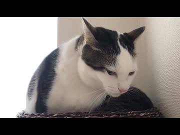 ぎゅうぎゅう