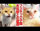 フェネック子猫、世界の不可解と対面する