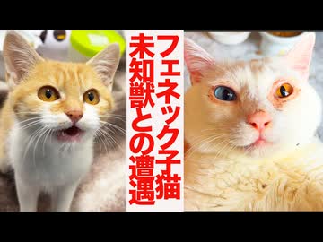 フェネック子猫、世界の不可解と対面する