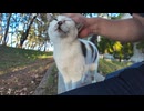 林の中のベンチに猫が座っていたので隣に座ると懐いてきた