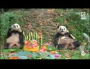 PandapiaLive_2024_09_19