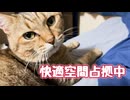 クーラー独り占め…