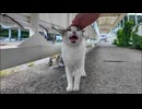 フェリー乗り場のタラップでよく喋る猫と出会った