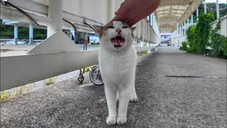 フェリー乗り場のタラップでよく喋る猫と出会った