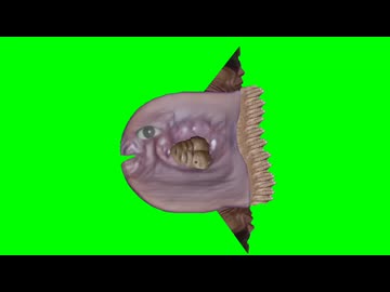 ウリマンボウ