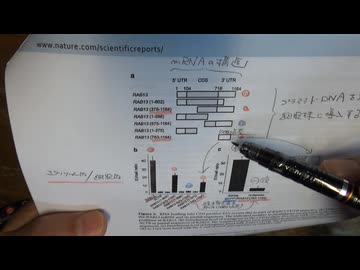 ベネズエラ馬脳炎レプリコンが高性能な理由