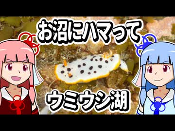 【琴葉姉妹の磯遊び】お沼にハマってウミウシ湖【3分沼落ち動画投稿祭】