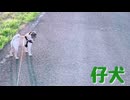 【オリジナル曲】KAI - 仔犬　feat.初音ミク
