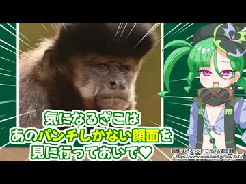 メスガキ先生とヤンデレちゃん横長版４６「フサオマキザル」