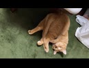 どうなってるの？