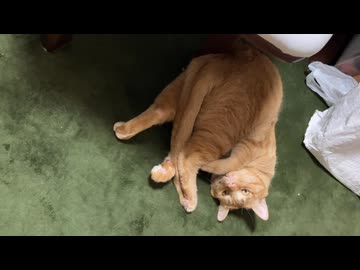 どうなってるの？