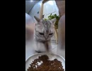 ホモと見る誰も見ていない事を確認して両手で食事する猫