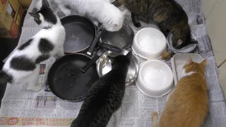 今週のおやつ（本隊）【蒼民家の猫々】