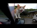 猫寺に行ったら車を降りる前から猫が車に乗ってきて愉しい